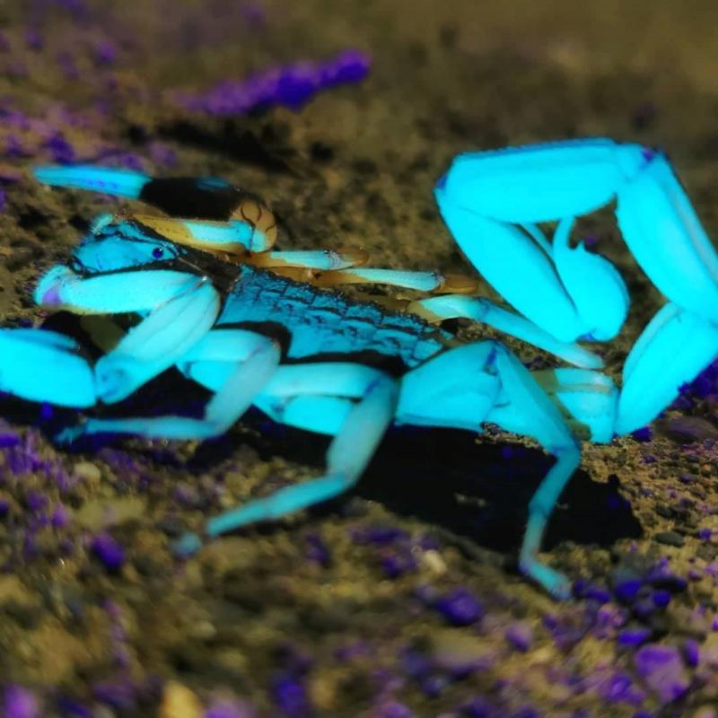 201912300402-JungleNighttour3 - HOTEL VOS