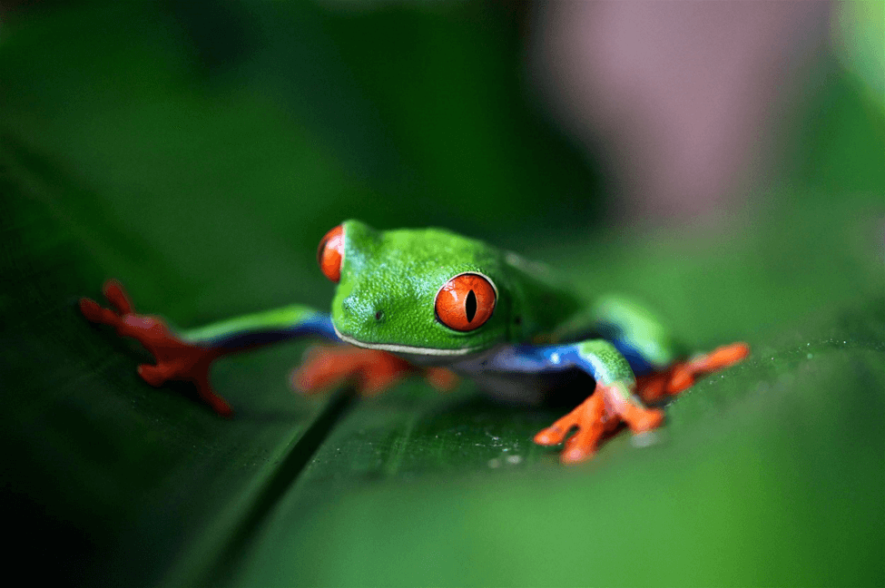 5e5726960e1e5e2801a23cac_red-eyed-frog - HOTEL VOS