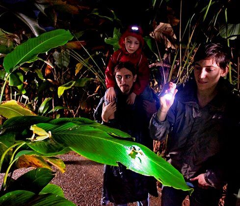 Frog-habitat-night-frogs-Veragua (2) - HOTEL VOS